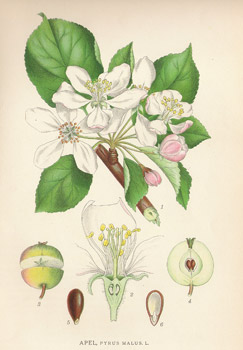 , Gravures, ,  -  - 