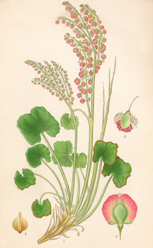 , Gravures, ,  -  - 