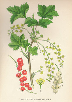 , Gravures, ,  -  - 